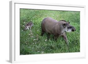 Brazilian Tapir Mother with Baby-Hal Beral-Framed Photographic Print