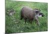 Brazilian Tapir Mother with Baby-Hal Beral-Mounted Photographic Print