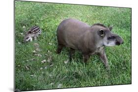 Brazilian Tapir Mother with Baby-Hal Beral-Mounted Photographic Print