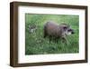 Brazilian Tapir Mother with Baby-Hal Beral-Framed Photographic Print