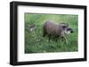 Brazilian Tapir Mother with Baby-Hal Beral-Framed Photographic Print