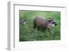 Brazilian Tapir Mother with Baby-Hal Beral-Framed Photographic Print