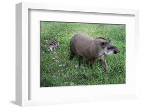 Brazilian Tapir Mother with Baby-Hal Beral-Framed Photographic Print