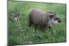 Brazilian Tapir Mother with Baby-Hal Beral-Mounted Photographic Print