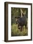 Brazilian Tapir, Northern Pantanal, Mato Grosso, Brazil-Pete Oxford-Framed Photographic Print