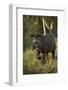 Brazilian Tapir, Northern Pantanal, Mato Grosso, Brazil-Pete Oxford-Framed Photographic Print