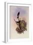 Brazilian Violet-Ear, Petasophora Serrirostris-John Gould-Framed Giclee Print