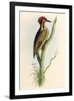 Brazilian Woodpecker, Pica Braziliensis Swainson-William Swainson-Framed Giclee Print