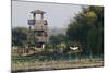 Brazos Bend State Park and Wetlands Near Houston, Texas, USA-Larry Ditto-Mounted Photographic Print