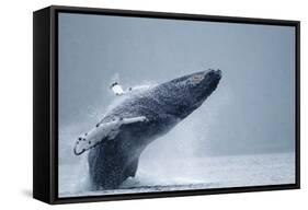 Breaching Humpback Whale, Alaska-Paul Souders-Framed Stretched Canvas