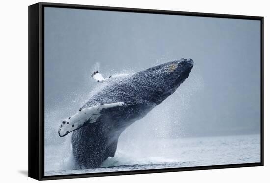 Breaching Humpback Whale, Alaska-Paul Souders-Framed Stretched Canvas