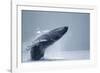 Breaching Humpback Whale, Alaska-Paul Souders-Framed Premium Photographic Print