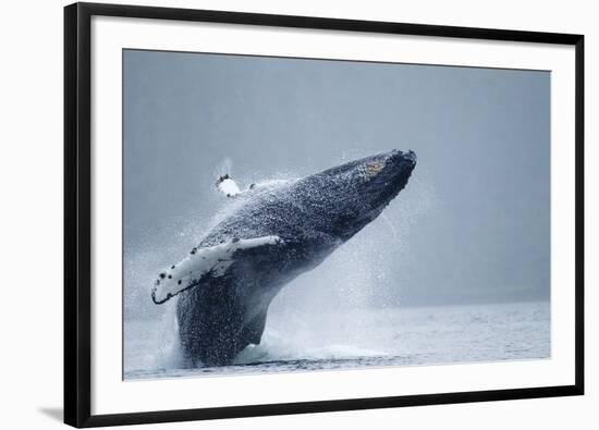 Breaching Humpback Whale, Alaska-Paul Souders-Framed Premium Photographic Print