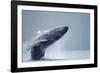 Breaching Humpback Whale, Alaska-Paul Souders-Framed Premium Photographic Print