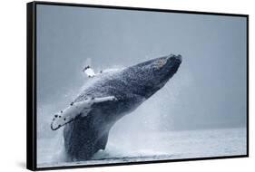 Breaching Humpback Whale, Alaska-Paul Souders-Framed Stretched Canvas