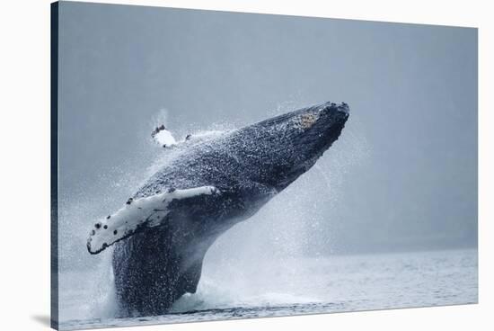 Breaching Humpback Whale, Alaska-Paul Souders-Stretched Canvas