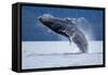 Breaching Humpback Whale, Alaska-Paul Souders-Framed Stretched Canvas