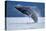 Breaching Humpback Whale, Alaska-Paul Souders-Stretched Canvas