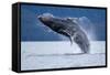 Breaching Humpback Whale, Alaska-Paul Souders-Framed Stretched Canvas