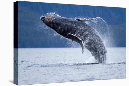 Breaching Humpback Whale, Alaska-Paul Souders-Stretched Canvas