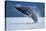 Breaching Humpback Whale, Alaska-Paul Souders-Stretched Canvas