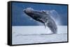 Breaching Humpback Whale, Alaska-Paul Souders-Framed Stretched Canvas