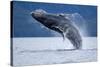 Breaching Humpback Whale, Alaska-Paul Souders-Stretched Canvas