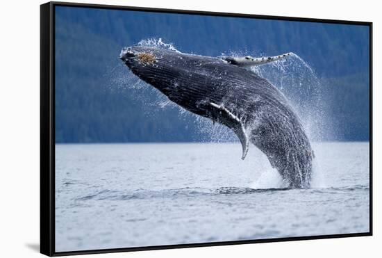 Breaching Humpback Whale, Alaska-Paul Souders-Framed Stretched Canvas
