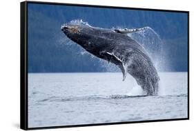 Breaching Humpback Whale, Alaska-Paul Souders-Framed Stretched Canvas