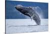Breaching Humpback Whale, Alaska-Paul Souders-Stretched Canvas
