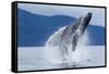 Breaching Humpback Whale, Alaska-Paul Souders-Framed Stretched Canvas