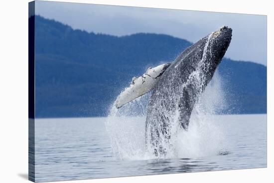 Breaching Humpback Whale, Alaska-Paul Souders-Stretched Canvas