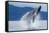 Breaching Humpback Whale, Alaska-Paul Souders-Framed Stretched Canvas