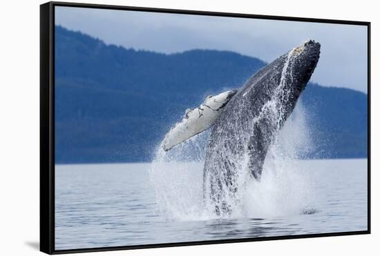 Breaching Humpback Whale, Alaska-Paul Souders-Framed Stretched Canvas