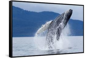 Breaching Humpback Whale, Alaska-Paul Souders-Framed Stretched Canvas