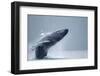 Breaching Humpback Whale, Alaska-Paul Souders-Framed Premium Photographic Print