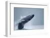 Breaching Humpback Whale, Alaska-Paul Souders-Framed Premium Photographic Print