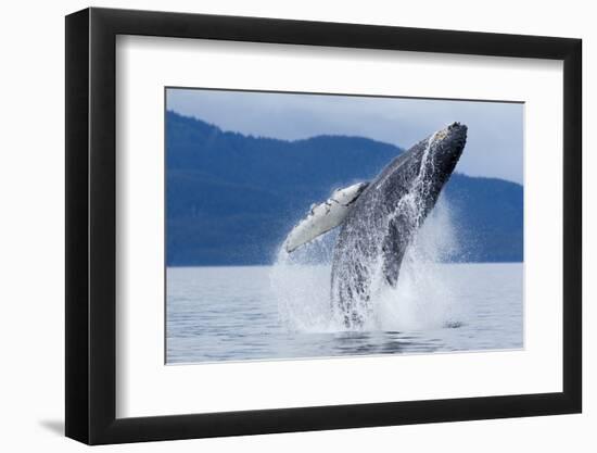 Breaching Humpback Whale, Alaska-Paul Souders-Framed Premium Photographic Print