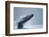 Breaching Humpback Whale, Alaska-Paul Souders-Framed Photographic Print