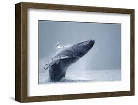 Breaching Humpback Whale, Alaska-Paul Souders-Framed Photographic Print