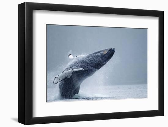 Breaching Humpback Whale, Alaska-Paul Souders-Framed Photographic Print