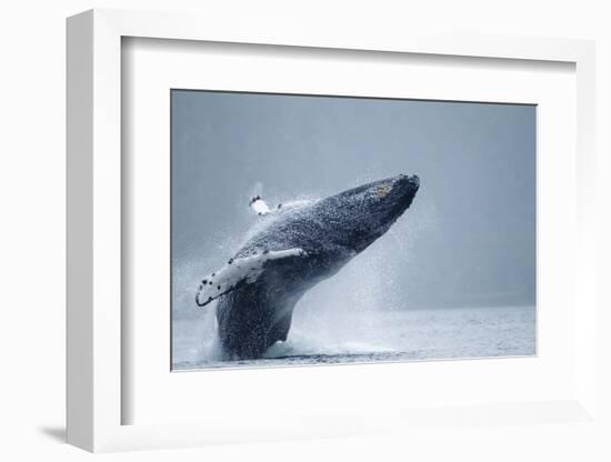 Breaching Humpback Whale, Alaska-Paul Souders-Framed Photographic Print