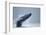 Breaching Humpback Whale, Alaska-Paul Souders-Framed Photographic Print