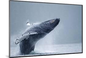 Breaching Humpback Whale, Alaska-Paul Souders-Mounted Photographic Print