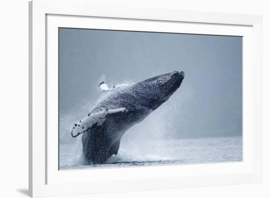 Breaching Humpback Whale, Alaska-Paul Souders-Framed Photographic Print