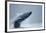 Breaching Humpback Whale, Alaska-Paul Souders-Framed Photographic Print