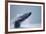 Breaching Humpback Whale, Alaska-Paul Souders-Framed Photographic Print