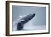 Breaching Humpback Whale, Alaska-Paul Souders-Framed Photographic Print