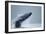 Breaching Humpback Whale, Alaska-Paul Souders-Framed Photographic Print