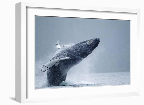 Breaching Humpback Whale, Alaska-Paul Souders-Framed Photographic Print